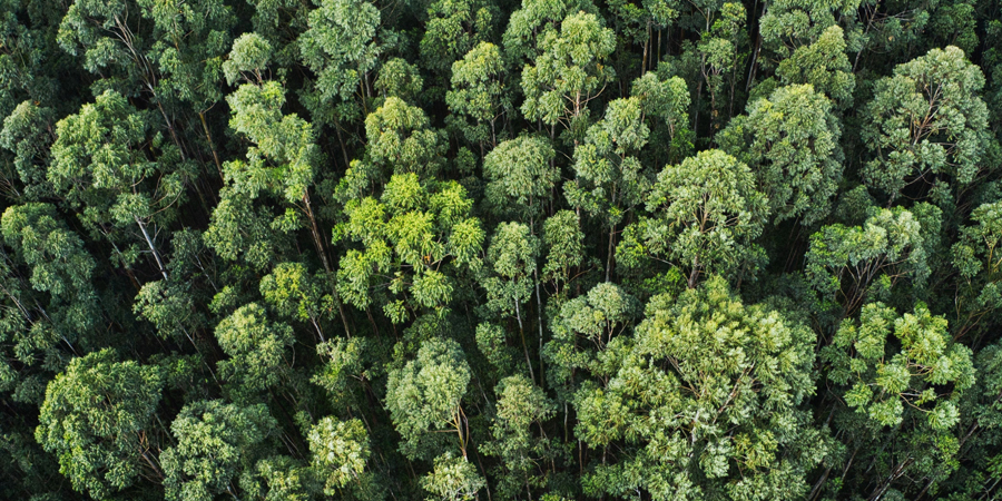 Il Nastro Verde 2025: Futuri Presenti 
