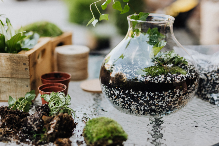 terrarium