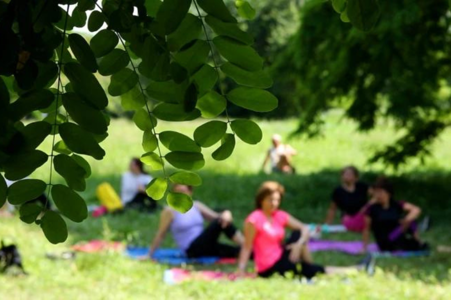 Foto di parco con pianta in primo piano, e in secondo piano alcune persone sfocate che fanno yoga su materassini colorati.