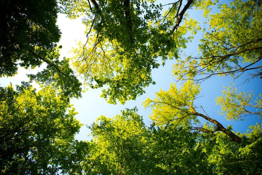 Immagine di alberi visti dal basso