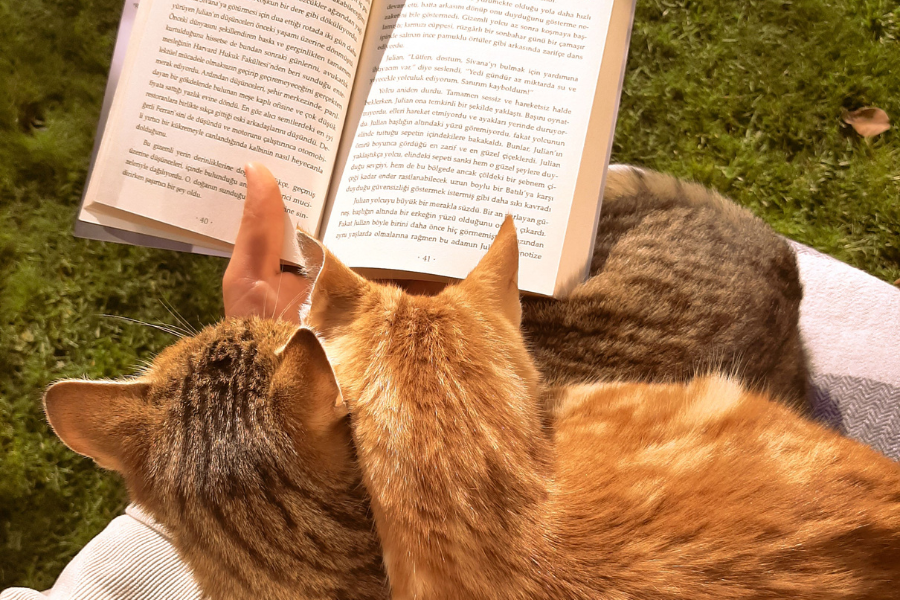 Persona che legge con due gatti