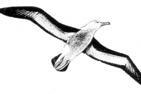 gabbiano